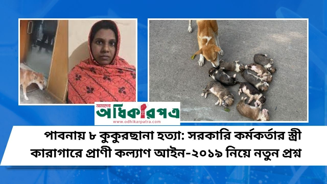 পাবনায় ৮ কুকুরছানা হত্যা: সরকারি কর্মকর্তার স্ত্রী কারাগারে প্রাণী কল্যাণ আইন-২০১৯ নিয়ে নতুন প্রশ্ন